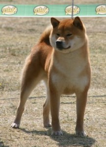 Mara Shimas Koki Kime Waza