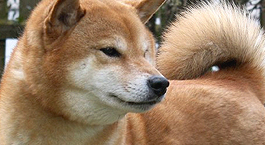 Der Shiba