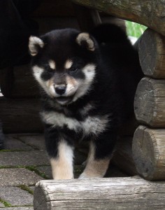 jishi_001