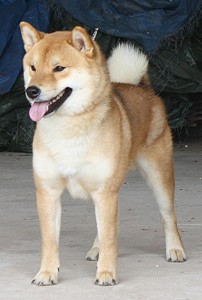 maru_005