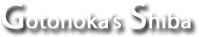 Gotonoka's Shiba